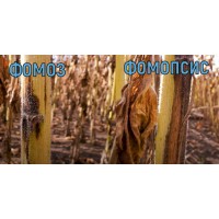 Почему у подсолнечника отпадают корзинки? Как повысить урожайность подсолнечника?