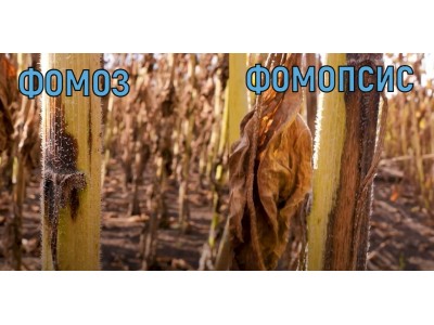 Почему у подсолнечника отпадают корзинки? Как повысить урожайность подсолнечника?