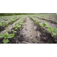  Технология полосной обработки почвы (Strip-Till)