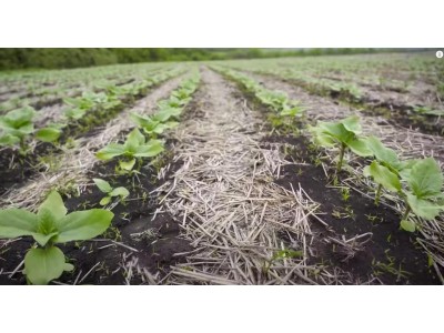 Для кого подходит технология Strip-Till? Плюсы и минусы этой технологии.