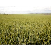  Подкормка озимой пшеницы по мерзлоталому.