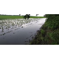 Причини пошкодження посівів озимої пшениці.